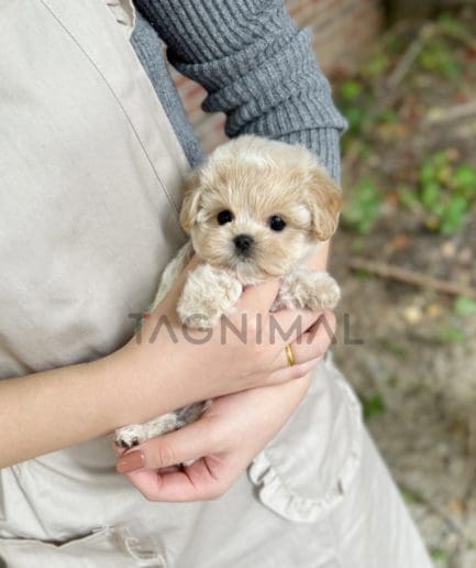 Maltipoo puppy for sale, dog for sale at Tagnimal 