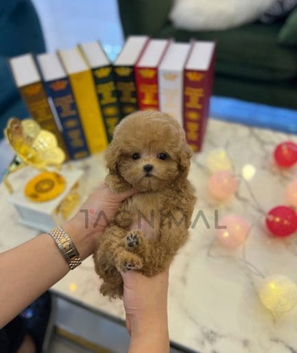 Maltipoo puppy for sale, dog for sale at Tagnimal