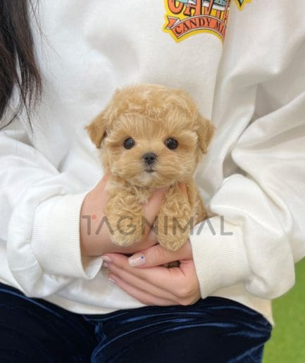 Maltipoo puppy for sale, dog for sale at Tagnimal