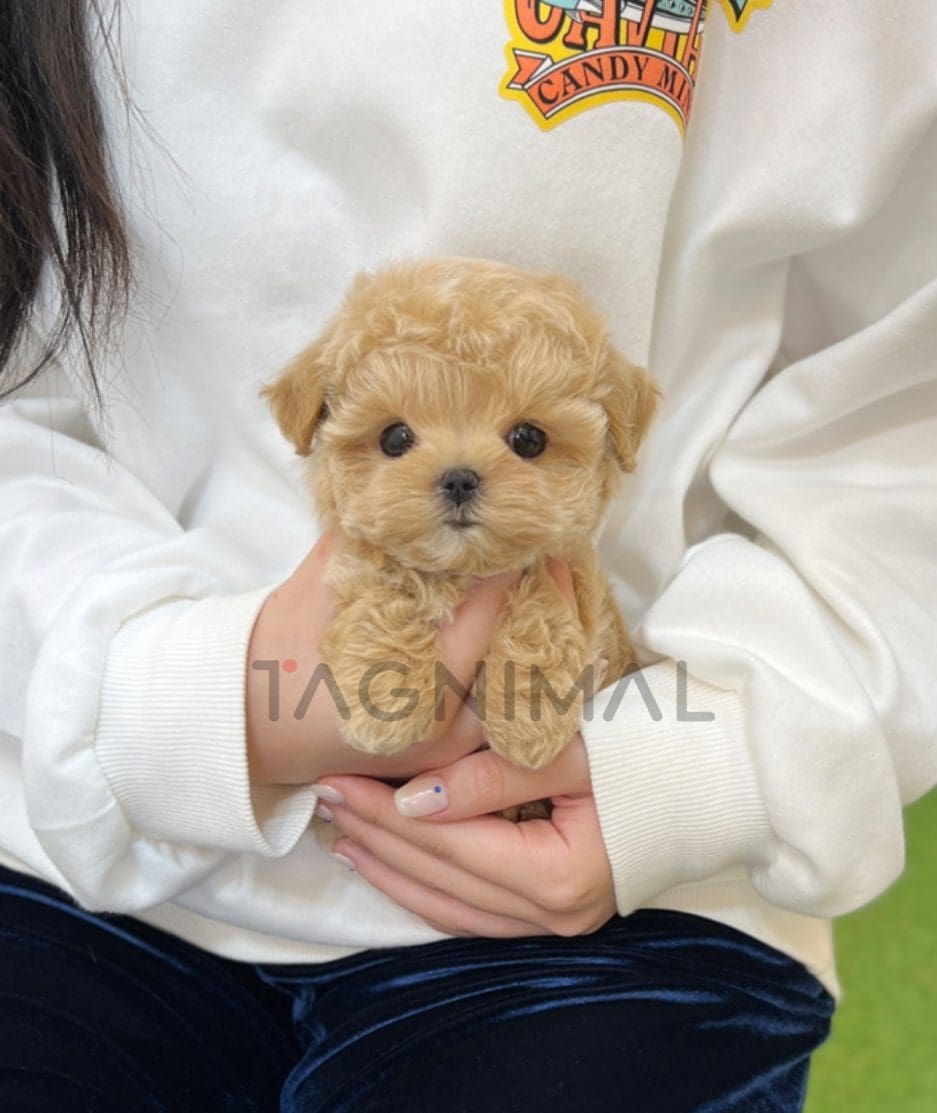 Maltipoo puppy for sale, dog for sale at Tagnimal