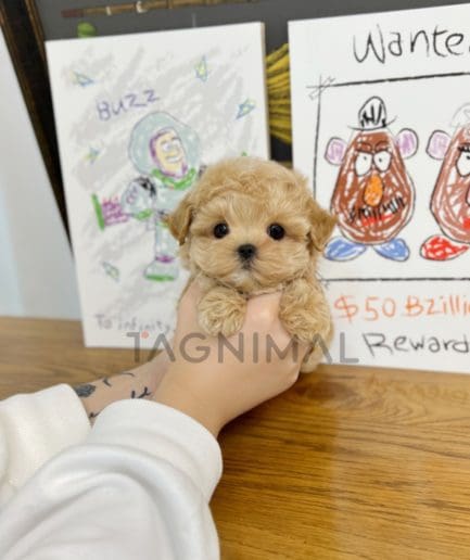 Maltipoo puppy for sale, dog for sale at Tagnimal