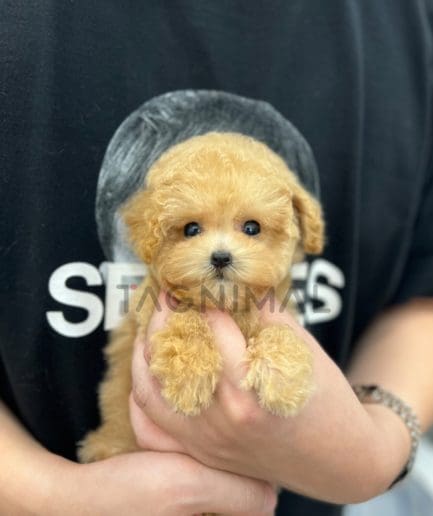 Maltipoo puppy for sale, dog for sale at Tagnimal 