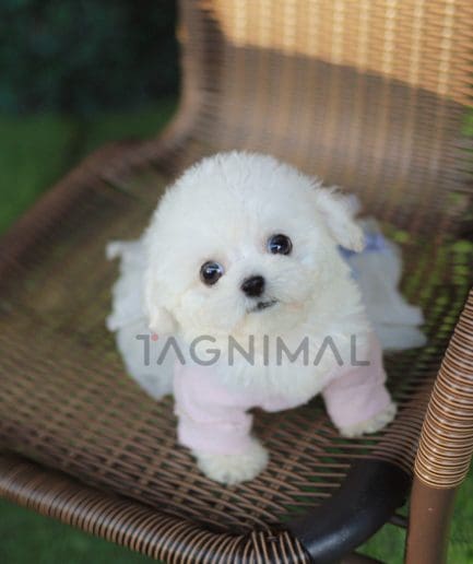 Bichon puppy for sale, dog for sale at Tagnimal 