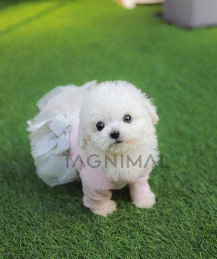 Bichon puppy for sale, dog for sale at Tagnimal 