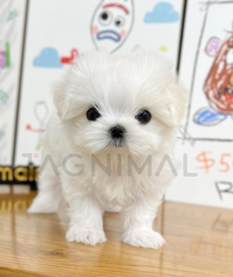 Maltese puppy for sale, dog for sale at Tagnimal