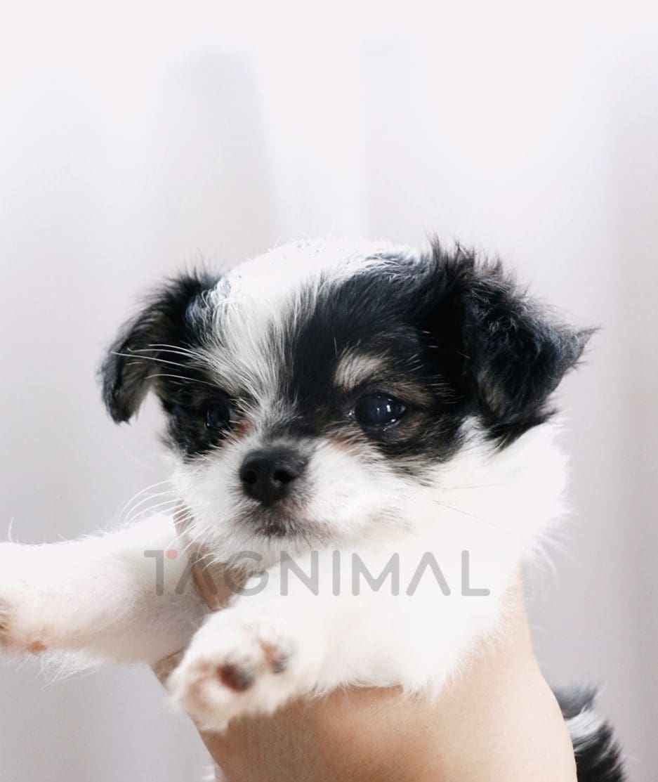 Malchi puppy for sale, dog for sale at Tagnimal