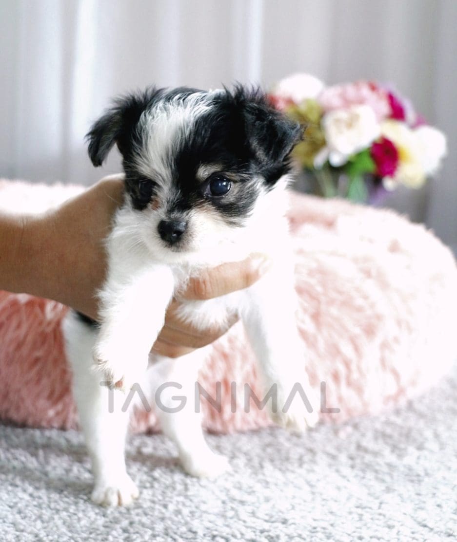 Malchi puppy for sale, dog for sale at Tagnimal