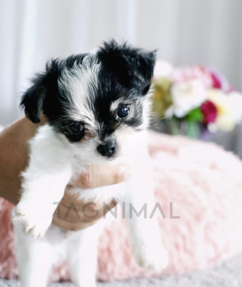 Malchi puppy for sale, dog for sale at Tagnimal