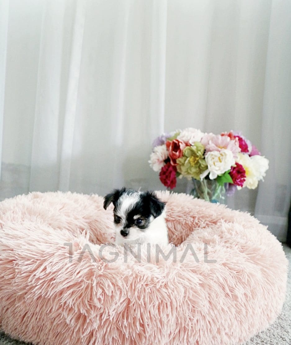 Malchi puppy for sale, dog for sale at Tagnimal