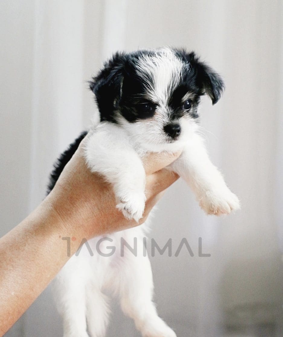 Malchi puppy for sale, dog for sale at Tagnimal