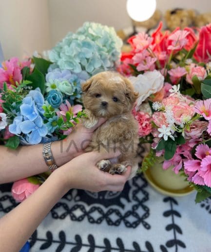 Maltipoo puppy for sale, dog for sale at Tagnimal 