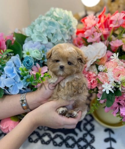 Maltipoo puppy for sale, dog for sale at Tagnimal 