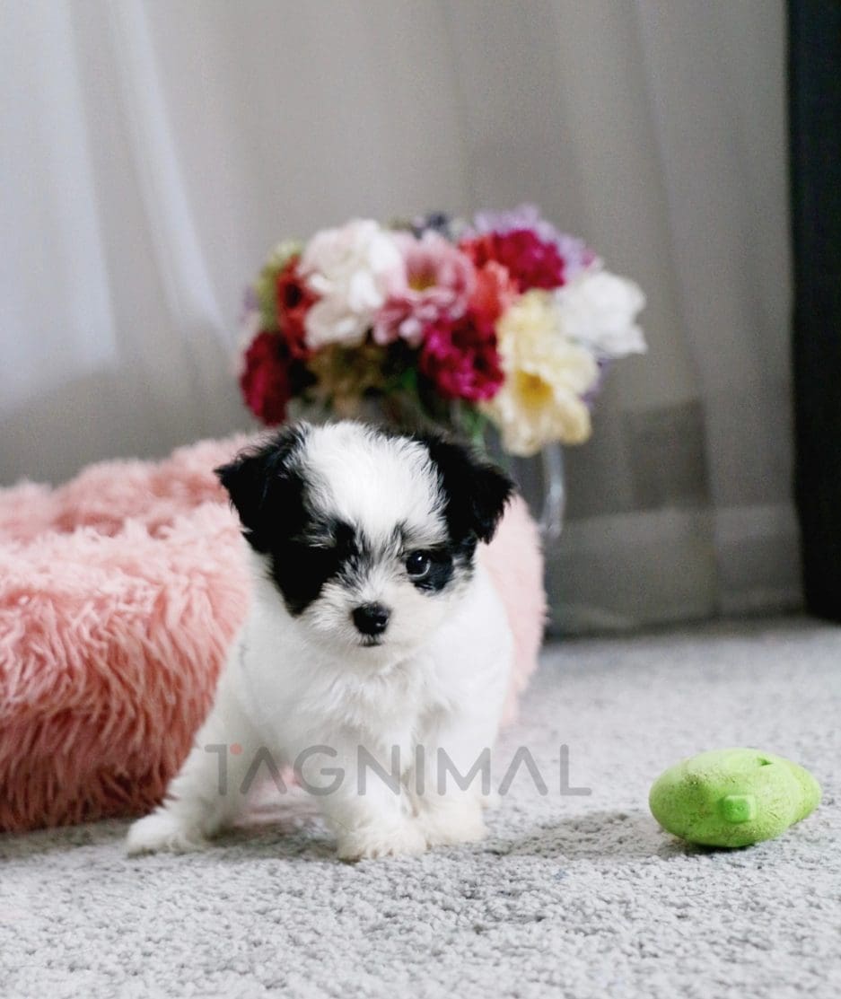 Malchi puppy for sale, dog for sale at Tagnimal