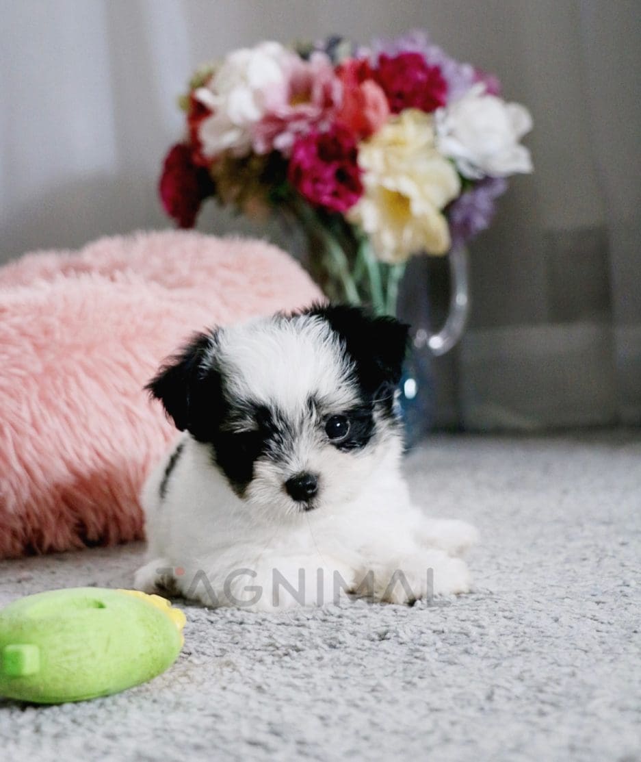 Malchi puppy for sale, dog for sale at Tagnimal