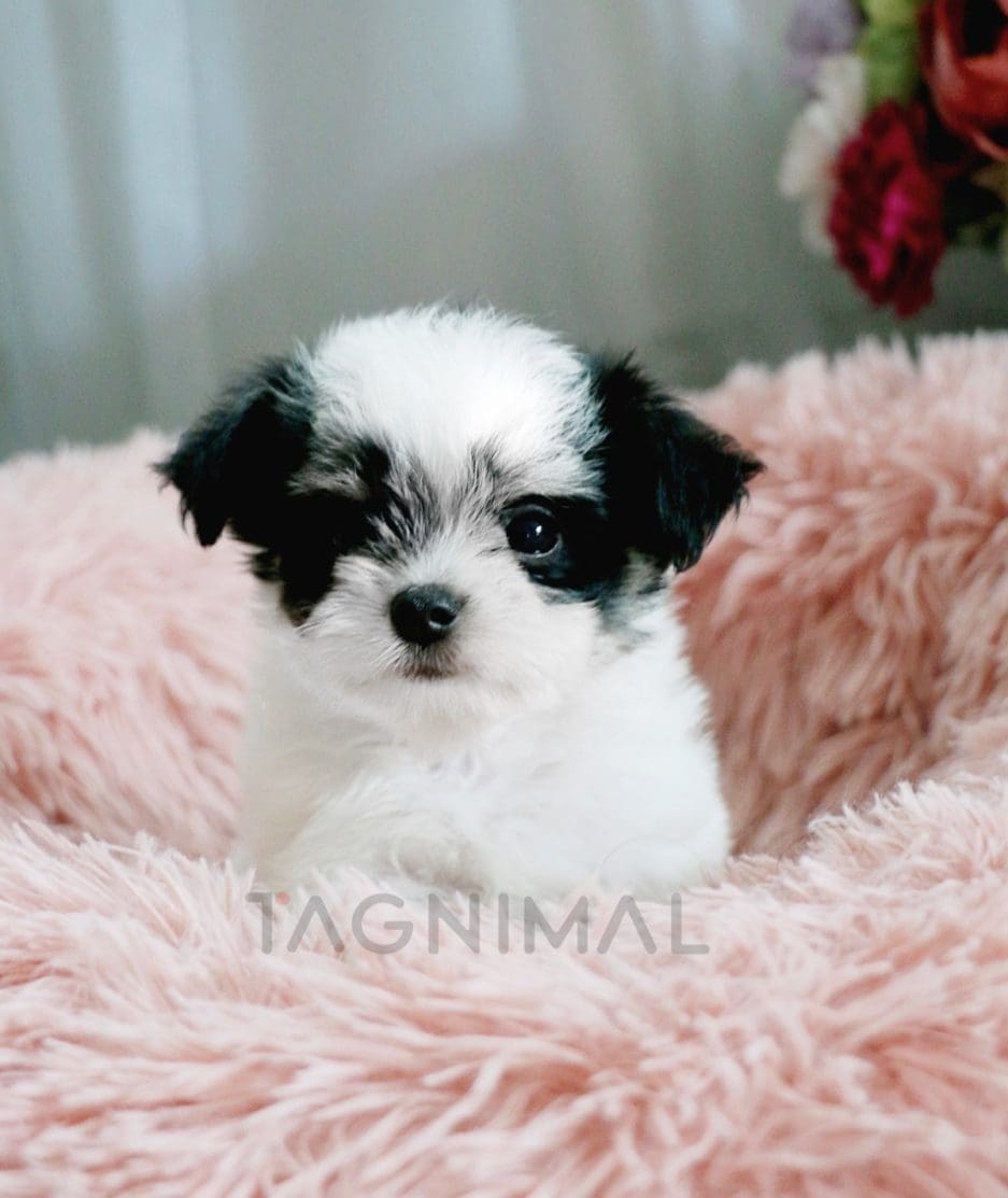 Malchi puppy for sale, dog for sale at Tagnimal