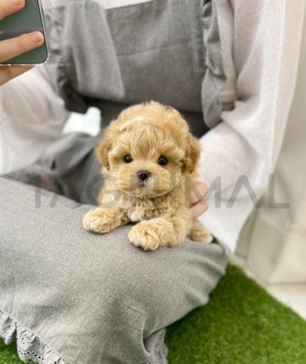 Maltipoo puppy for sale, dog for sale at Tagnimal