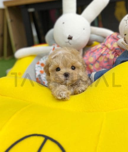 Maltipoo puppy for sale, dog for sale at Tagnimal