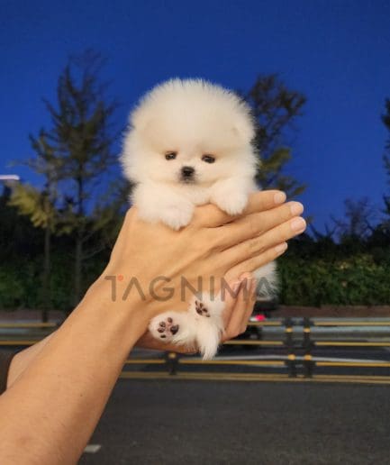 Pomeranian puppy for sale, dog for sale at Tagnimal 