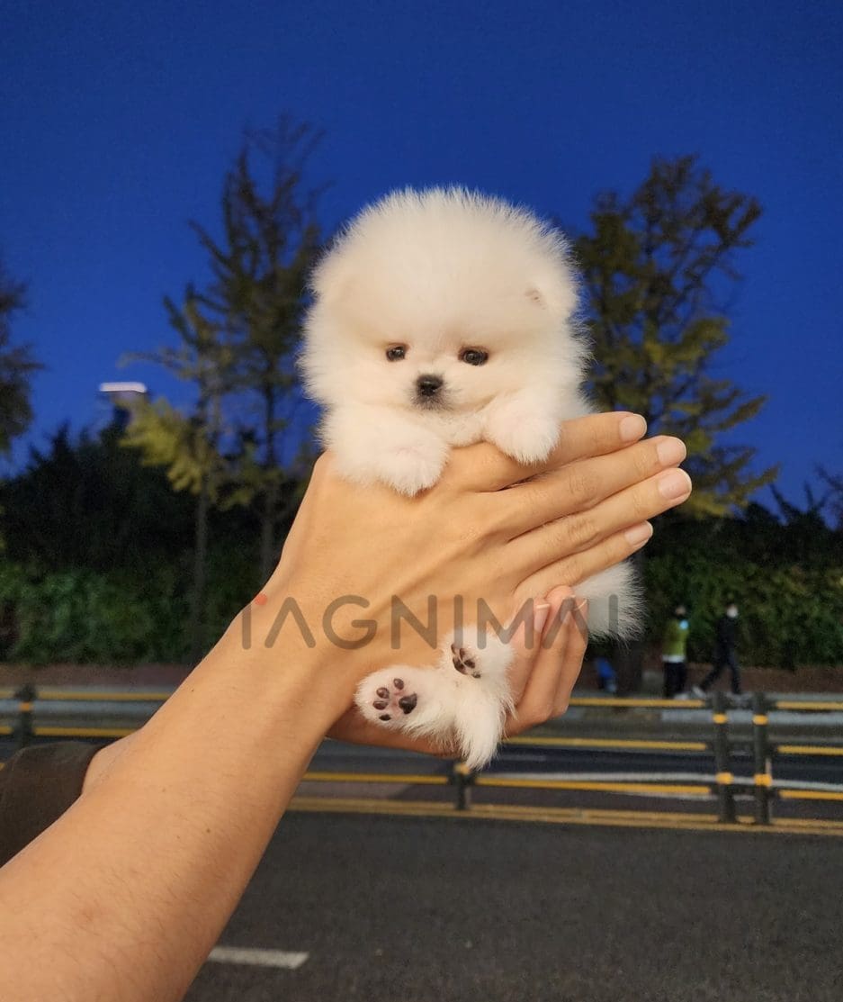 Pomeranian puppy for sale, dog for sale at Tagnimal 