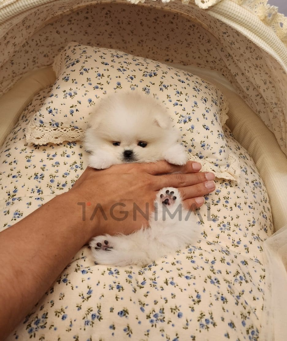 Pomeranian puppy for sale, dog for sale at Tagnimal 