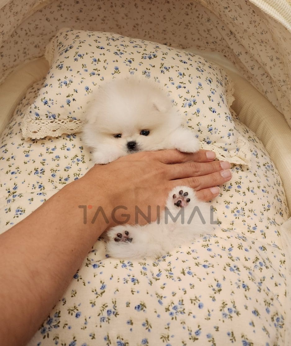 Pomeranian puppy for sale, dog for sale at Tagnimal 