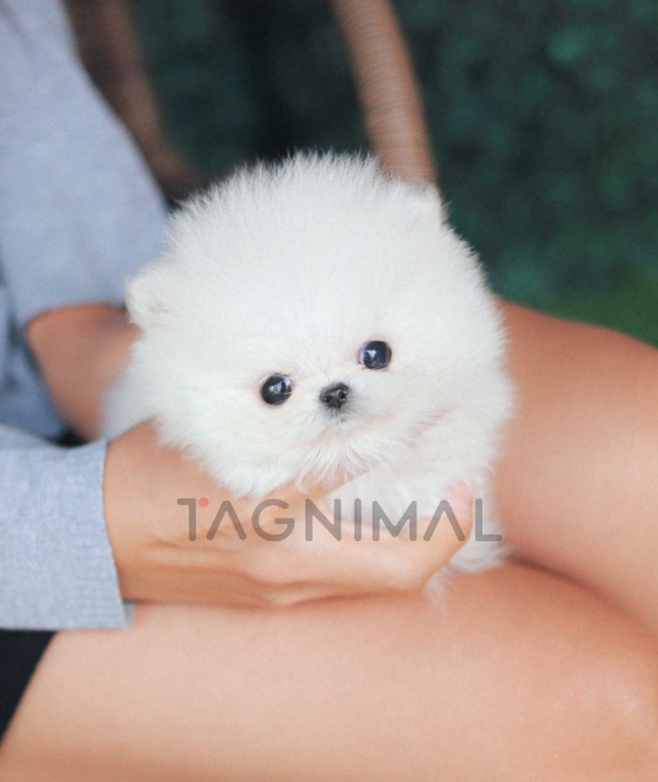 Pomeranian puppy for sale, dog for sale at Tagnimal