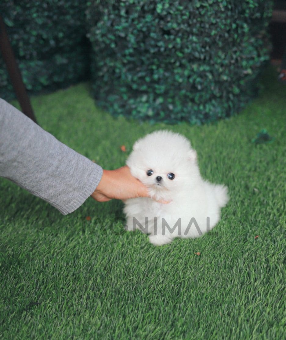 Pomeranian puppy for sale, dog for sale at Tagnimal