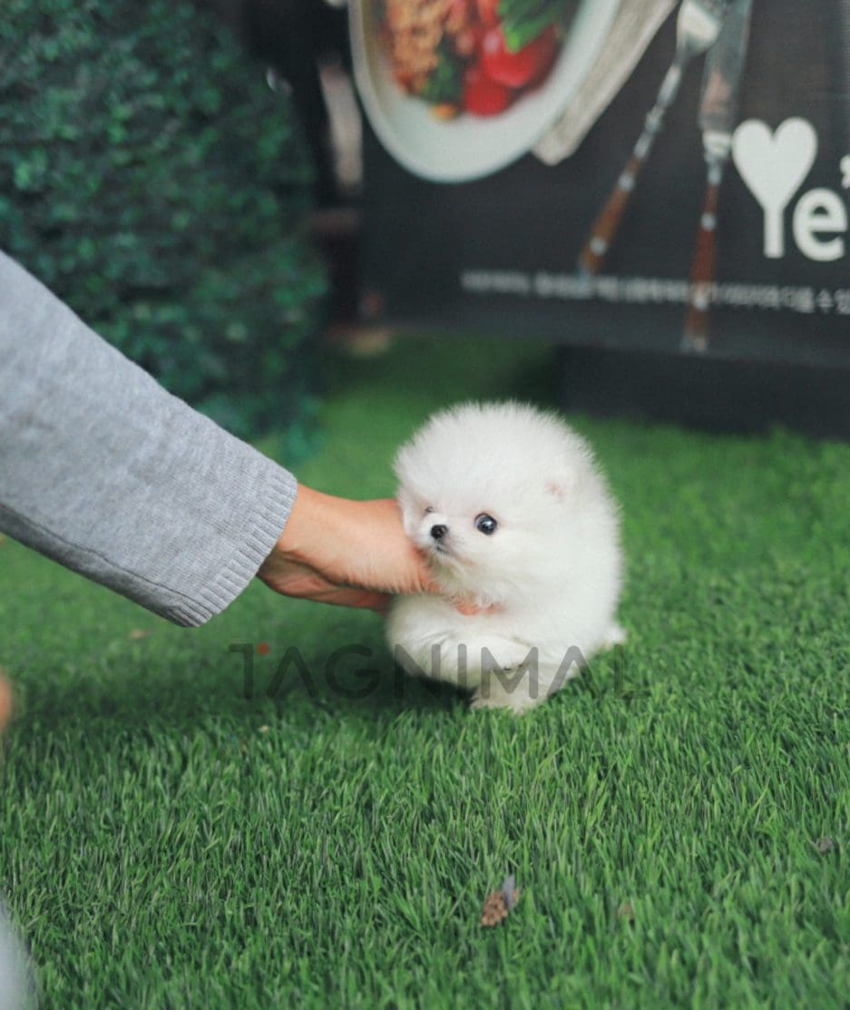 Pomeranian puppy for sale, dog for sale at Tagnimal