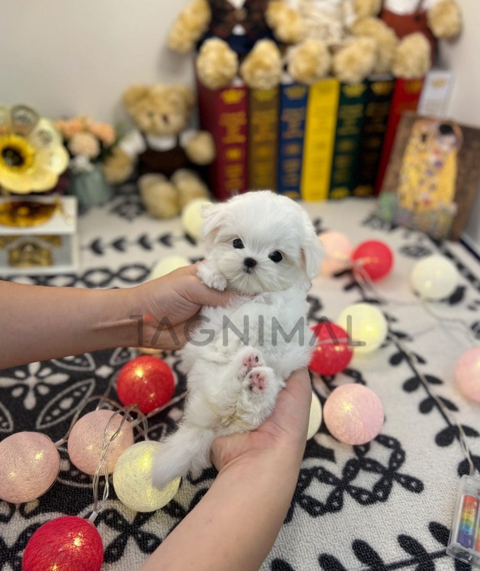 Maltese puppy for sale, dog for sale at Tagnimal 