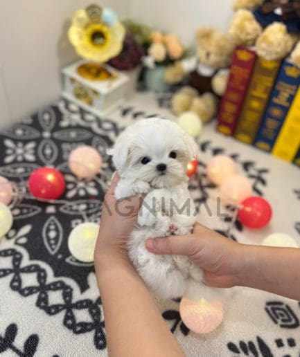 Maltese puppy for sale, dog for sale at Tagnimal 