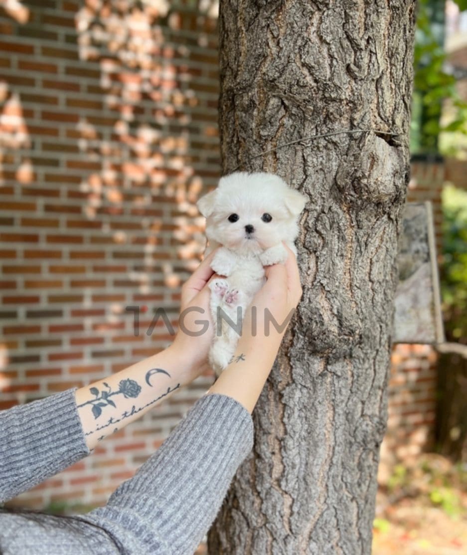 Maltese puppy for sale, dog for sale at Tagnimal 