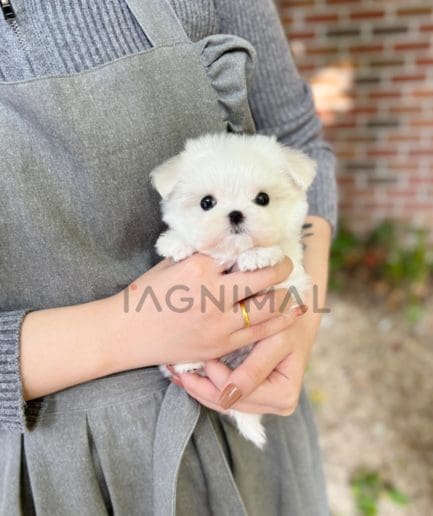 Maltese puppy for sale, dog for sale at Tagnimal 