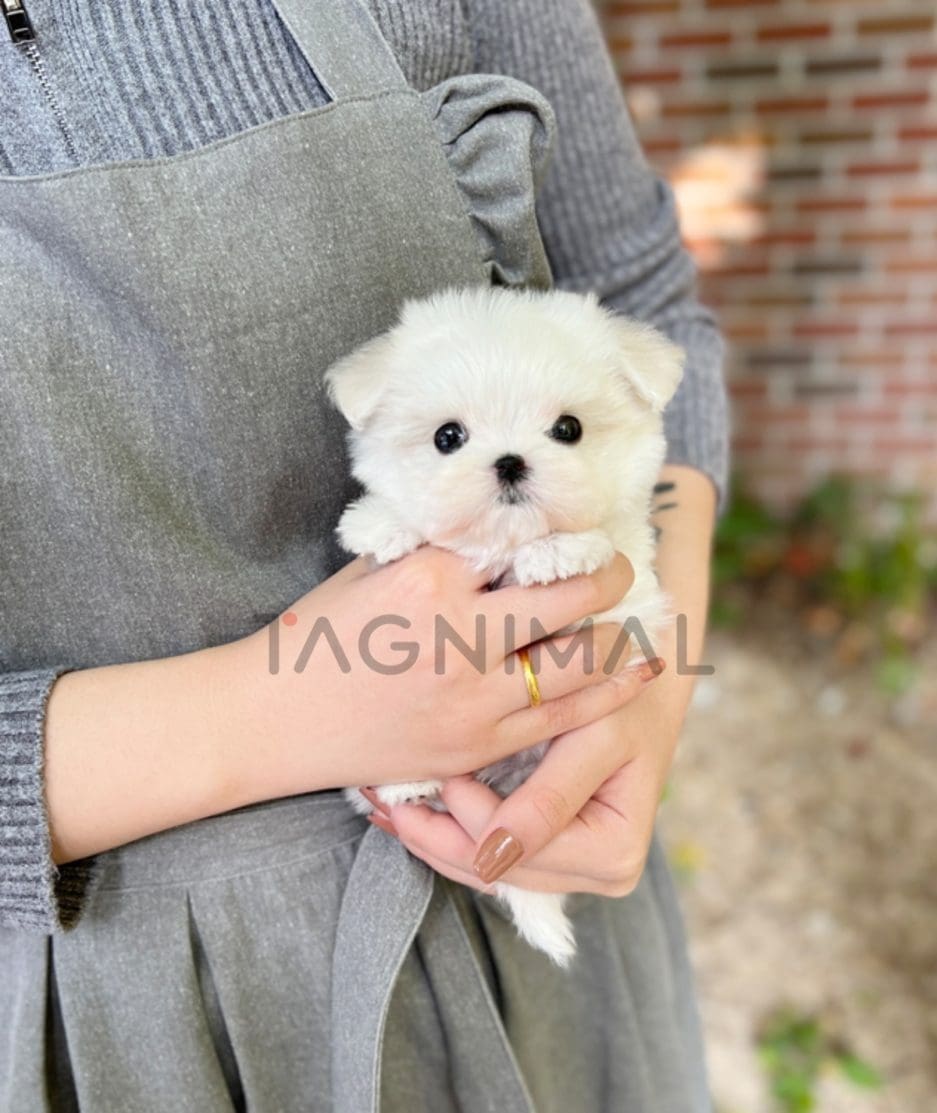 Maltese puppy for sale, dog for sale at Tagnimal 