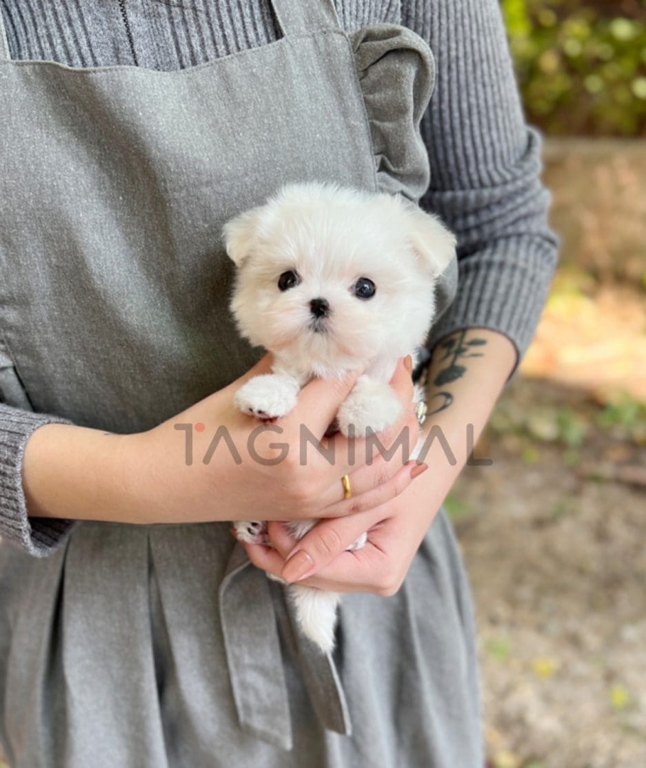 Maltese puppy for sale, dog for sale at Tagnimal 