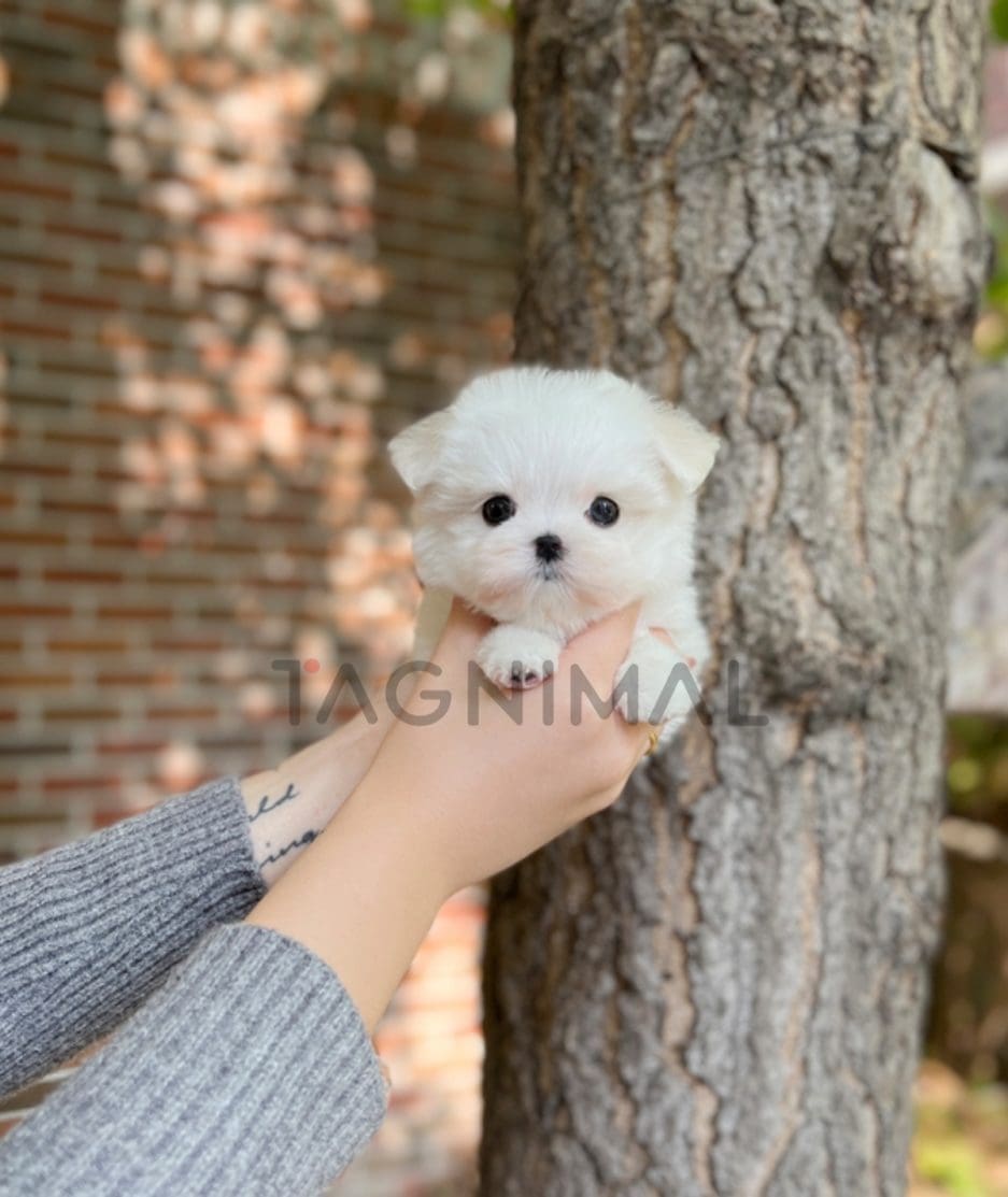 Maltese puppy for sale, dog for sale at Tagnimal 