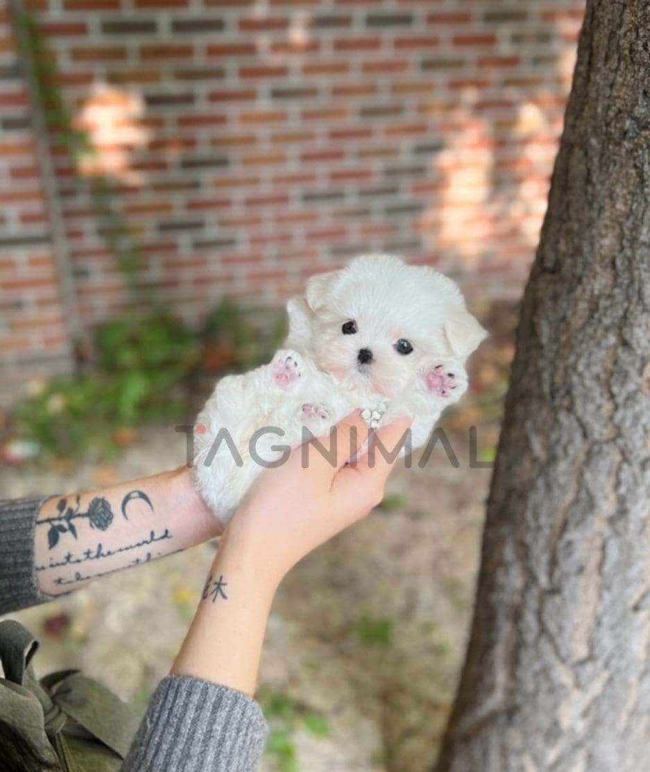 Maltese puppy for sale, dog for sale at Tagnimal 