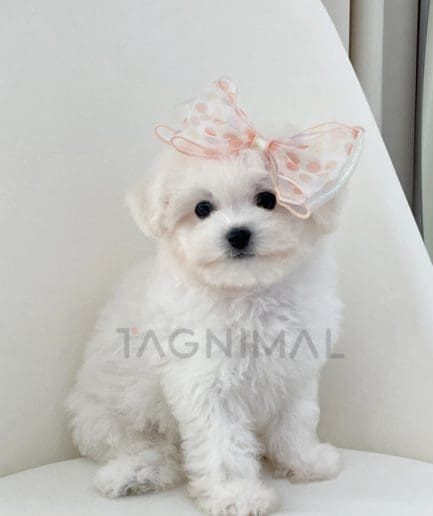 Maltese puppy for sale, dog for sale at Tagnimal 