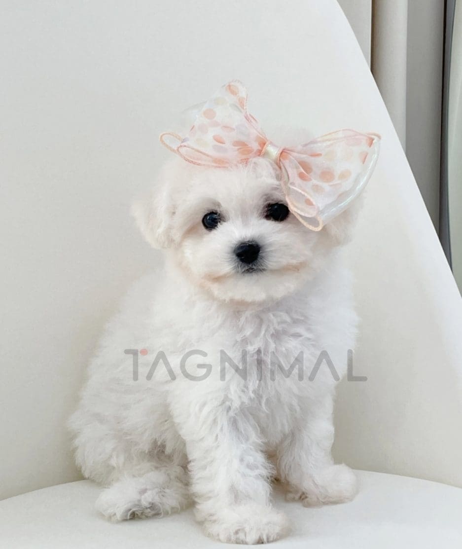 Maltese puppy for sale, dog for sale at Tagnimal 