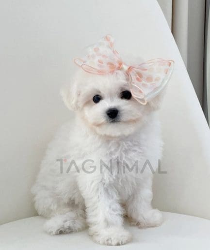 Maltese puppy for sale, dog for sale at Tagnimal 