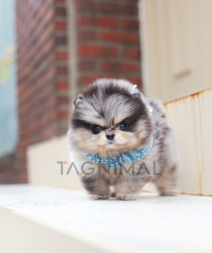 Pomeranian puppy for sale, dog for sale at Tagnimal