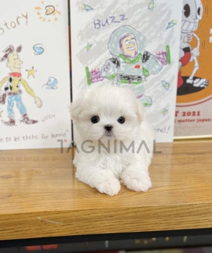 Maltese puppy for sale, dog for sale at Tagnimal