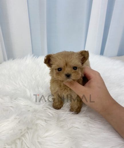 Maltipoo puppy for sale, dog for sale at Tagnimal