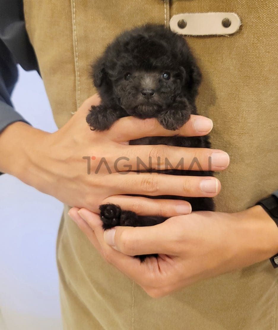 Poodle puppy for sale, dog for sale at Tagnimal 