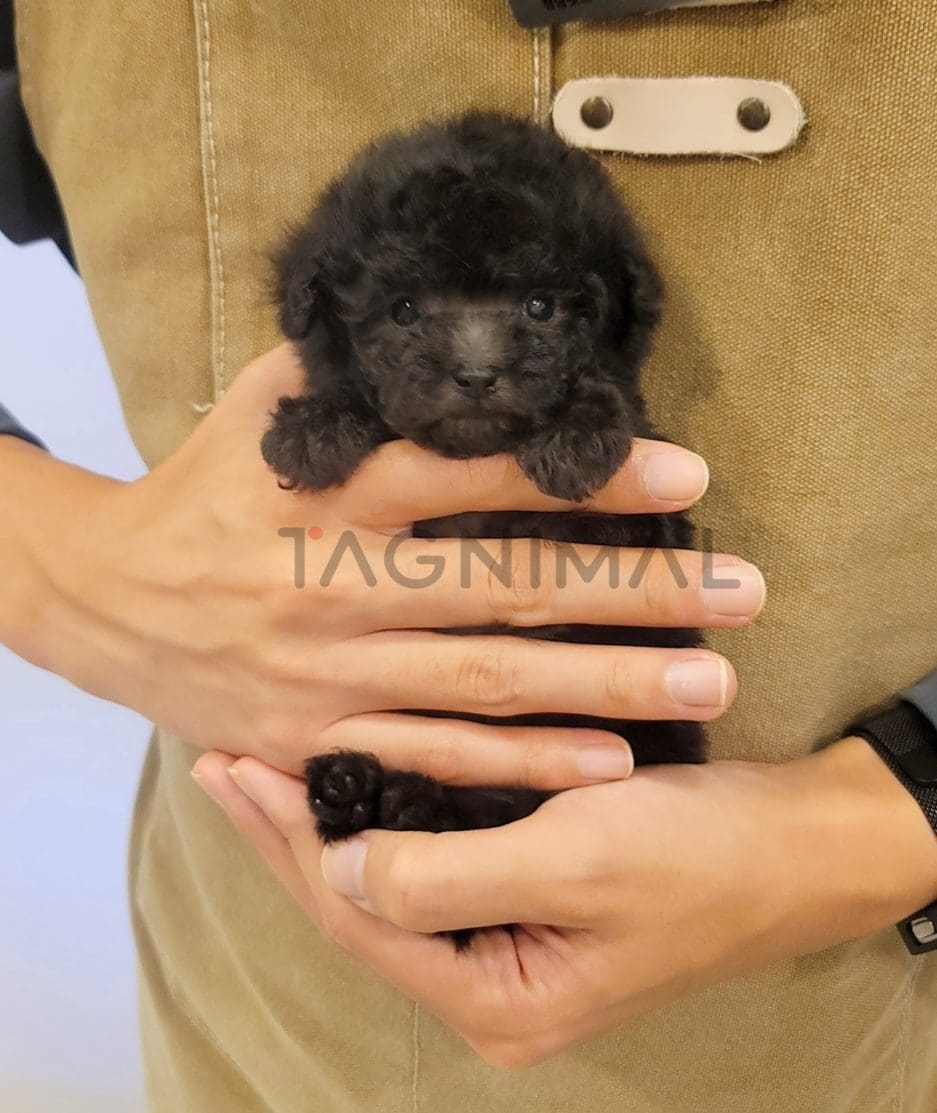 Poodle puppy for sale, dog for sale at Tagnimal 