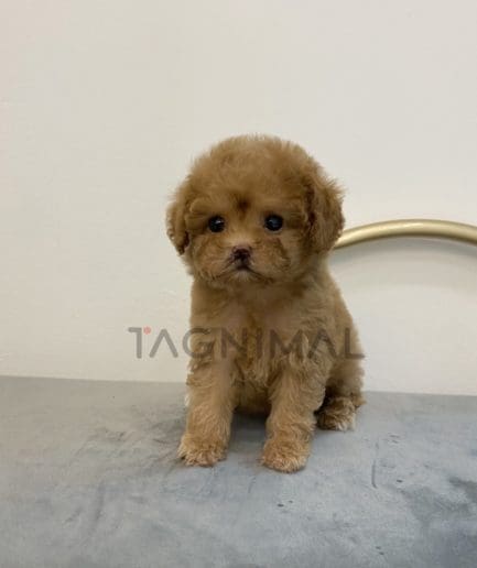 Maltipoo puppy for sale, dog for sale at Tagnimal 