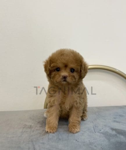 Maltipoo puppy for sale, dog for sale at Tagnimal 