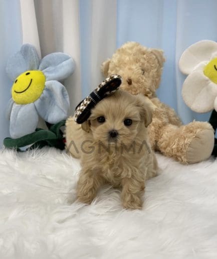 Maltipoo puppy for sale, dog for sale at Tagnimal