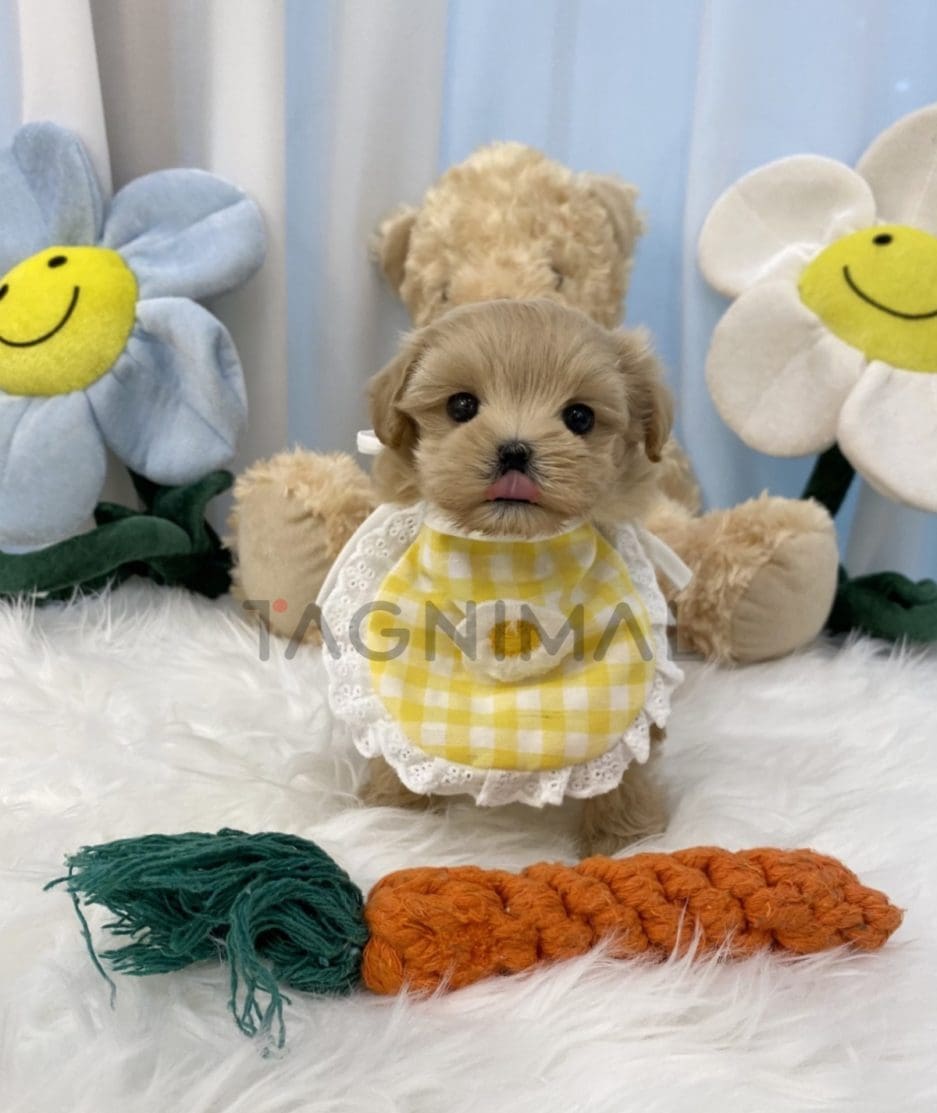 Maltipoo puppy for sale, dog for sale at Tagnimal