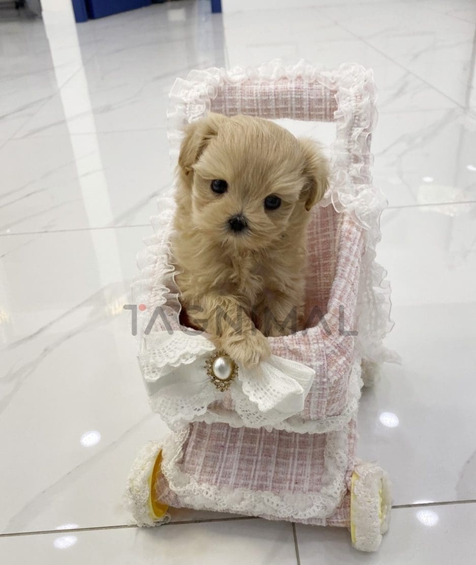 Maltipoo puppy for sale, dog for sale at Tagnimal