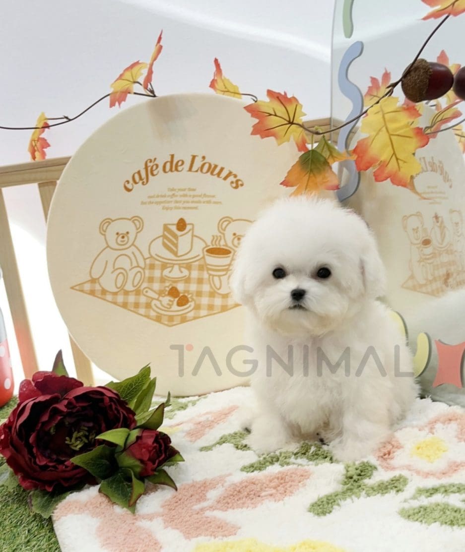 Bichon puppy for sale, dog for sale at Tagnimal 